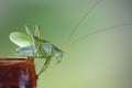 A locust. Royalty Free Stock Photo