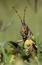 Locust Royalty Free Stock Photo