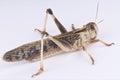 Locust