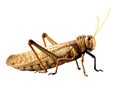 Locust Royalty Free Stock Photo