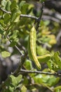 Locust bean unripe carob fruit of Ceratonia siliqua, a flowering evergreen tree native to Mediterranean, widely cultivated