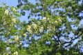 Locust blossom Royalty Free Stock Photo