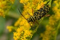 Locust Borer Beetle - Megacyllene robiniae