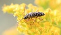 Locust Borer in early fall on golden rod