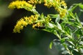 Locust borer, a longhorned beetle, Megacyllene robiniae on sweet goldenrod Solidago odora