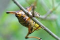 Locust on the branch Royalty Free Stock Photo