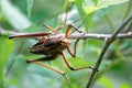 Locust on the branch Royalty Free Stock Photo