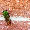 Locust on brick wall
