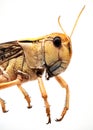 Locust Close Up