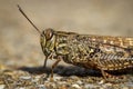 Locust close up macro portrait
