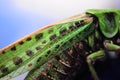 Locust closeup