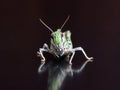Locust closeup macro portrait