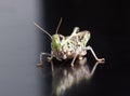 Locust closeup macro portrait