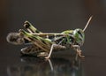 Locust closeup macro portrait