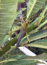 Locust cricket grasshopper on green leaves