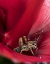 Locust cricket insect inside a red flower Royalty Free Stock Photo