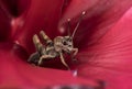 Locust cricket insect inside a red flower Royalty Free Stock Photo