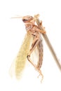 Locust, Desert locust Schistocerca gregaria