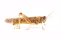 Locust, Desert locust Schistocerca gregaria