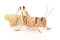 Locust, Desert locust Schistocerca gregaria, immediately after molt
