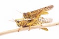 Locust, Desert locust Schistocerca gregaria during the mating season