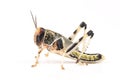 Locust, Desert locust Schistocerca gregaria, pupa Royalty Free Stock Photo