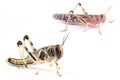 Locust, Desert locust Schistocerca gregaria, pupa and adult insect Royalty Free Stock Photo