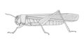 Locust. Drawing illustration