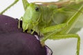 Locust eating