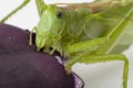 Locust eating Royalty Free Stock Photo