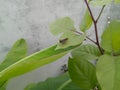 Locust eating leaves of plant growing in garden, nature photography, closeup of insect, animal antenna