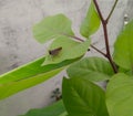 Locust eating leaves of plant growing in garden, nature photography, closeup of insect, animal antenna