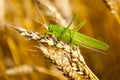 Locust eats wheat crop