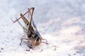 Locust femail Royalty Free Stock Photo