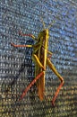 Locust on Fence at Sunset