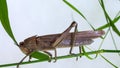 Locust. Grass Hopper. A Locust aka Grasshopper photographed with a 100 kilometer Macro Lens Isolated on white. Room for text. Royalty Free Stock Photo