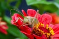 Grass Hopper. A differential grasshopper hanging out in a summer meadow