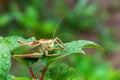 Grass Hopper. A differential grasshopper hanging out in a summer meadow