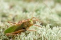 Locust. Grass Hopper. Grasshopper hanging out in a summer meadow