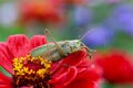 Locust. Grass Hopper. Grasshopper hanging out in a summer meadow