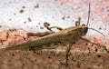 Locust. Grass Hopper. A Locust aka Grasshopper photographed with a 100 kilometer Macro Lens Royalty Free Stock Photo
