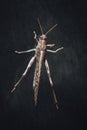 Locust grasshopper on black background