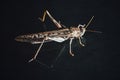 Locust grasshopper on black background