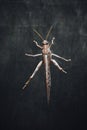 Locust grasshopper on black background