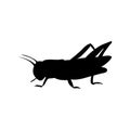 Locust grasshopper insect black silhouette animal