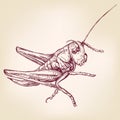 Locust or grasshopper -insect hand drawn vector llustration sketch