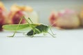 Locust or grasshopper on a white table close-up on a blurred background. live green harmful insect in macro. katydid. copy space Royalty Free Stock Photo