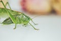 Locust or grasshopper on a white table close-up on a blurred background. live green harmful insect in macro. katydid. copy space Royalty Free Stock Photo