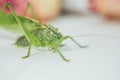 Locust or grasshopper on a white table close-up on a blurred background. live green harmful insect in macro. katydid. copy space Royalty Free Stock Photo