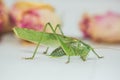 Locust or grasshopper on a white table close-up on a blurred background. live green harmful insect in macro. katydid. copy space Royalty Free Stock Photo